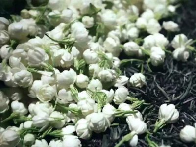 喝茶治口臭嗎，什么茶治口臭好？