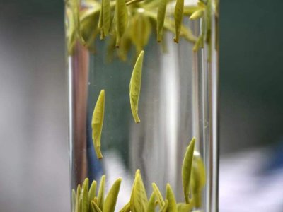 茶葉的專(zhuān)業(yè)知識(shí)，關(guān)于茶的基本知識(shí)大全