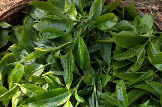 最耐泡的茶葉排名，什么茶葉經(jīng)久耐泡？