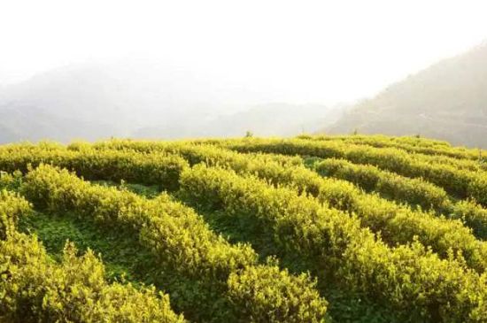 黃金茶的功效及禁忌癥，黃金茶有什么副作用嗎？