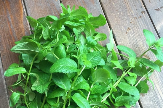 薄荷茶的功效與作用，喝薄荷茶有什么好處？