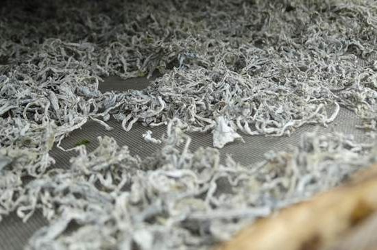 麗江雪茶的功效與作用，白雪茶有什么功效和作用