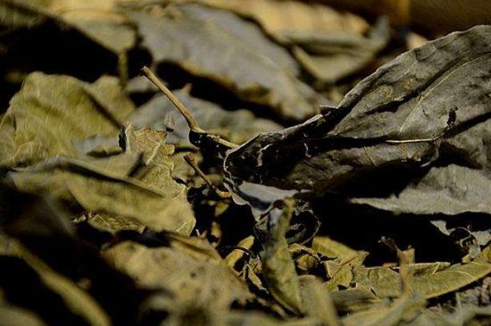 鷓鴣茶什么人不適合喝，鷓鴣茶的禁忌人群