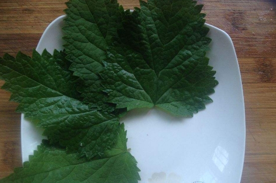 薄荷茶的功效與作用，喝薄荷茶有什么好處？