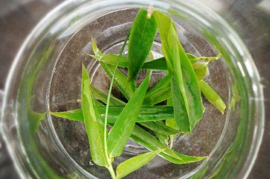 竹葉茶的禁忌，竹葉泡茶的功效禁忌