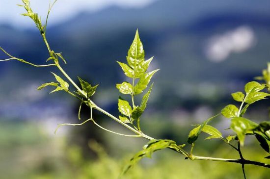 莓茶為什么先苦后甜回甘，莓茶口感怎么樣？