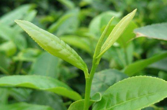 最耐泡的茶葉排名，什么茶葉經(jīng)久耐泡？