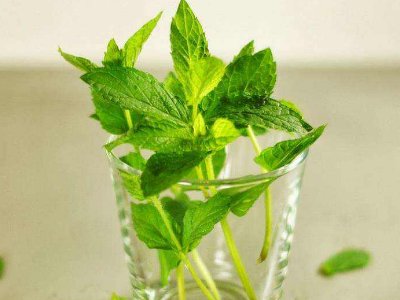 喝茶治口臭嗎，什么茶治口臭好？