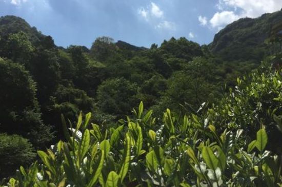 六安瓜片適合什么人喝，六安瓜片的功效與禁忌