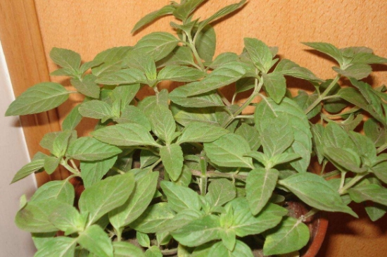 薄荷茶的功效與作用，喝薄荷茶有什么好處？