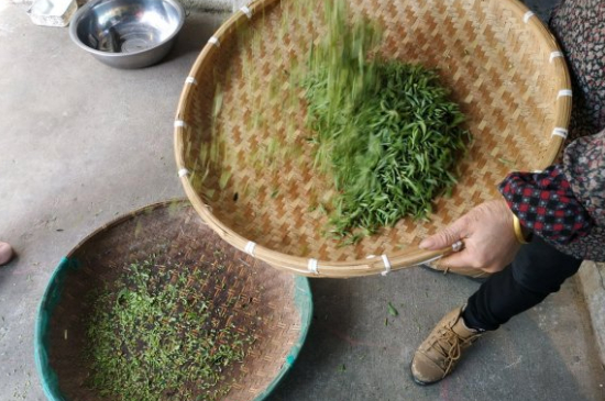 炒青茶為什么便宜，炒青綠茶好喝嗎？