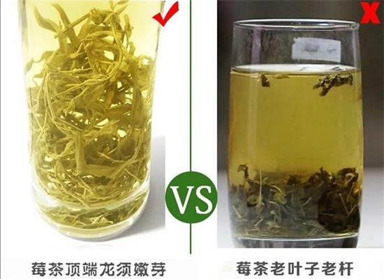 張家界茅巖莓茶與藤茶是同一種茶嗎，藤茶跟莓茶一不一樣？