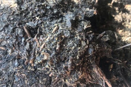 茯茶可以放在冰箱里存放嗎，茯磚茶如何儲存？