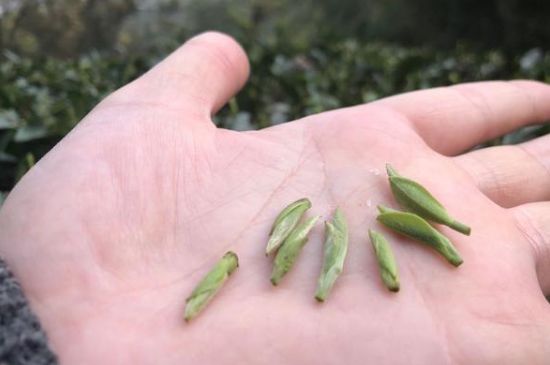 春茶季怎么辨別白毫銀針的好壞，好的白毫銀針如何選購(gòu)？