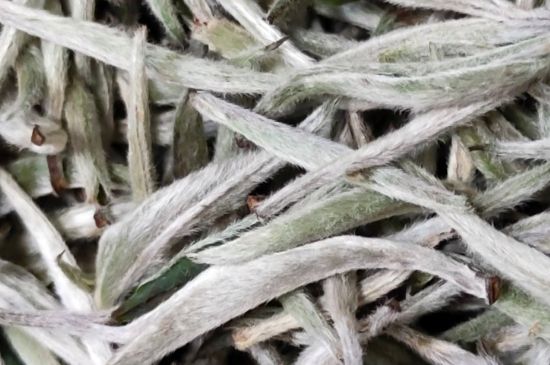 春茶上市白茶的好壞怎么區(qū)分，春白茶怎么分辨好不好？