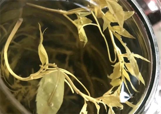 張家界茅巖莓茶與藤茶是同一種茶嗎，藤茶跟莓茶一不一樣？