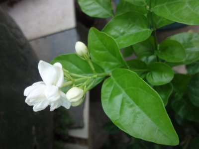 茉莉和什么一起泡最好，茉莉茶有幾種搭配？