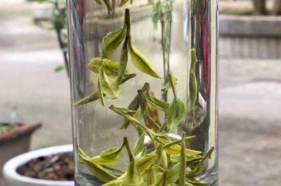 蒸汽煮茶器適合什么茶，蒸汽煮茶器適合用綠茶嗎？