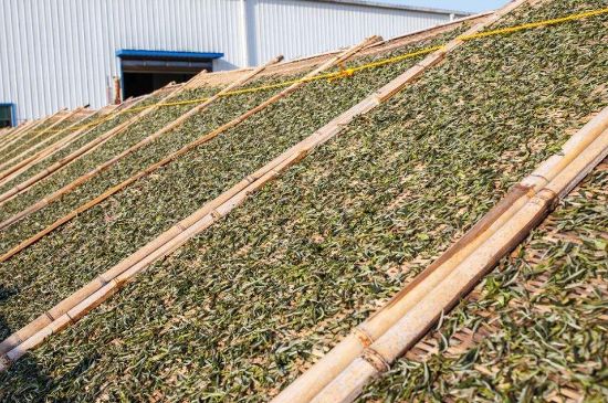 武夷巖茶的初制、精制加工工藝詳細(xì)講解