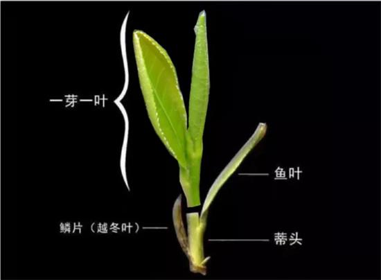 摘茶葉最快的方法，采摘茶葉怎么才能快？