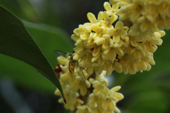 桂花茶禁忌，喝桂花茶有什么禁忌
