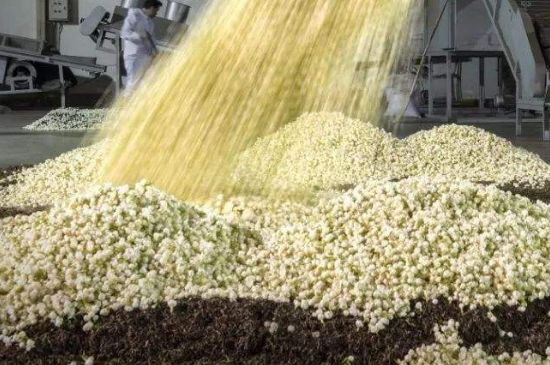 茉莉龍珠怎么做的，茉莉龍珠的制作工藝