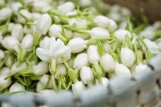 十大排毒養(yǎng)顏花茶，喝什么花茶排毒養(yǎng)顏