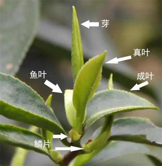 摘茶葉最快的方法，采摘茶葉怎么才能快？