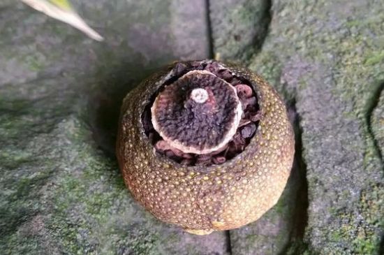 家庭自制柑普茶方法，小青柑制作9個步驟竅門（圖片）