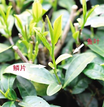 摘茶葉最快的方法，采摘茶葉怎么才能快？