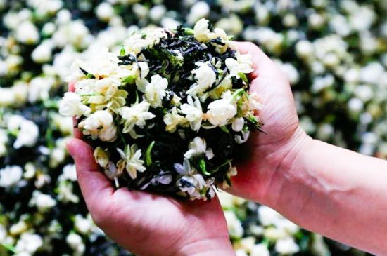 茉莉花和什么在一起喝好，茉莉花喝什么茶搭配？