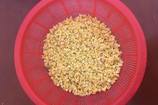 干桂花茶的制作方法，怎樣自制桂花茶？