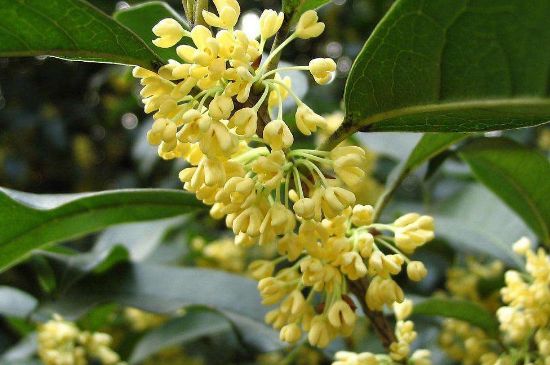 干桂花茶的制作方法，怎樣自制桂花茶？