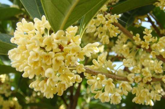 茉莉茶一次泡幾朵，茉莉茶放多少