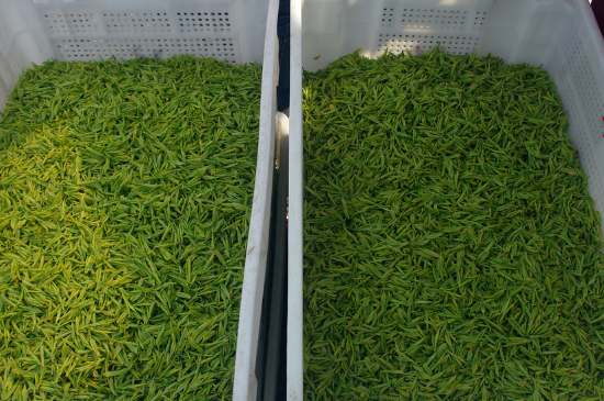 什么茶葉適合用蒸茶器，什么茶可以蒸