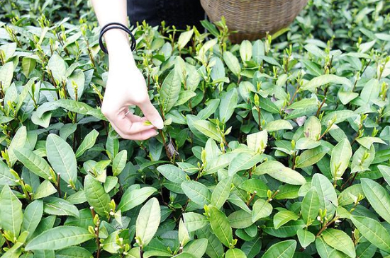 采茶的方法與步驟，如何正確采摘茶葉？