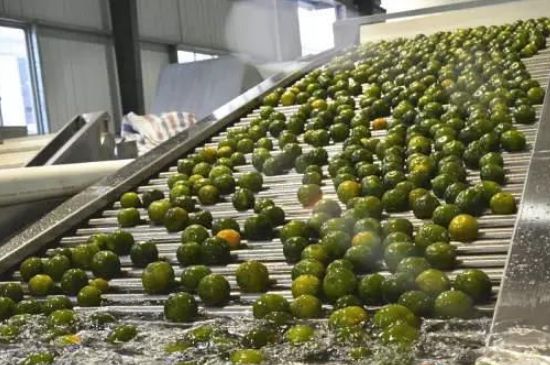 家庭自制柑普茶方法，小青柑制作9個步驟竅門（圖片）