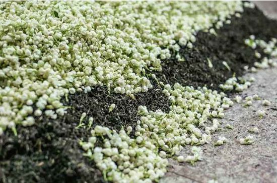 茉莉茶葉的功效與禁忌，什么人不適合喝茉莉花茶？