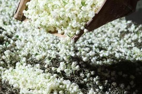 茉莉茶葉的功效與禁忌，什么人不適合喝茉莉花茶？