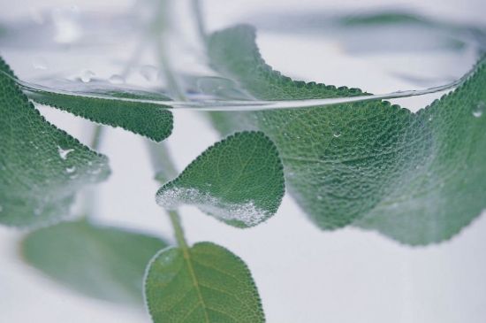 薄荷葉茶怎么制作，薄荷如何做成干茶葉