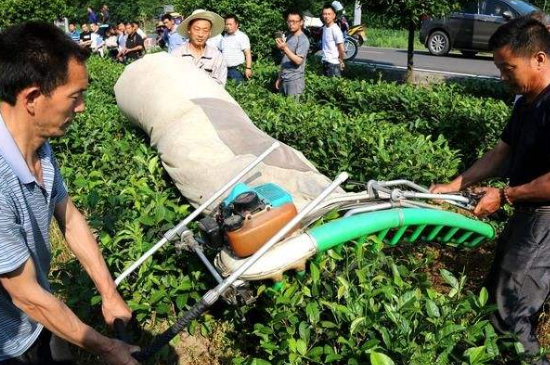 采茶的方法與步驟，如何正確采摘茶葉？