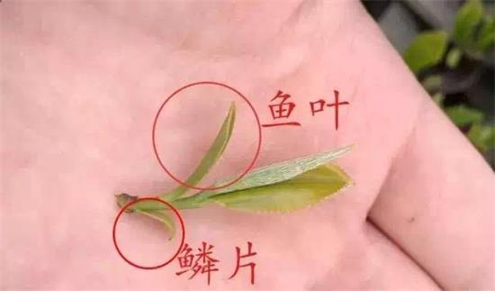 摘茶葉最快的方法，采摘茶葉怎么才能快？