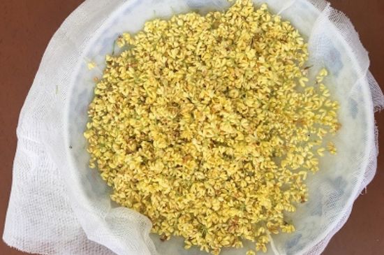 干桂花茶的制作方法，怎樣自制桂花茶？