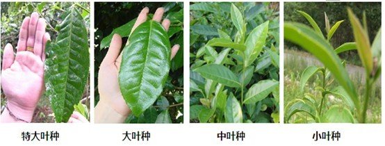 摘茶葉最快的方法，采摘茶葉怎么才能快？