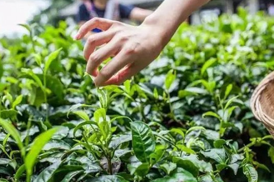 綠茶加工工藝流程圖，綠茶的加工制作包含哪幾個(gè)步驟？