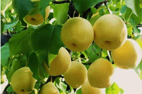 一把真正的本山綠泥壺最低多少錢，什么價格能買到本山綠泥紫砂壺？