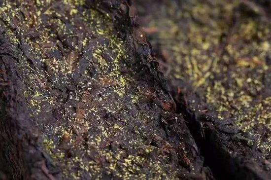 茯磚茶與普洱茶哪個(gè)好，茯茶和普洱茶口味區(qū)別