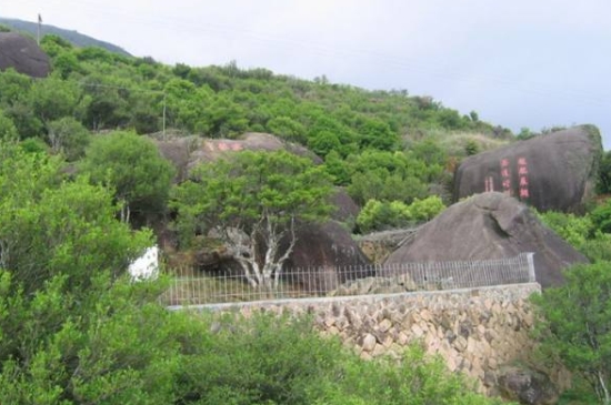 宋種一號價(jià)值為什么高，鳳凰單樅宋種1號價(jià)格與產(chǎn)量多少？