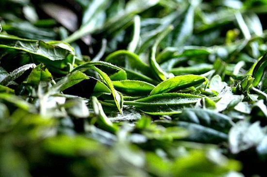 荒野銀針市場價(jià)多少，真正的荒野白毫銀針多少錢？