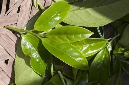 鴨屎香茶哪些人不能飲，什么人不能喝鴨屎香